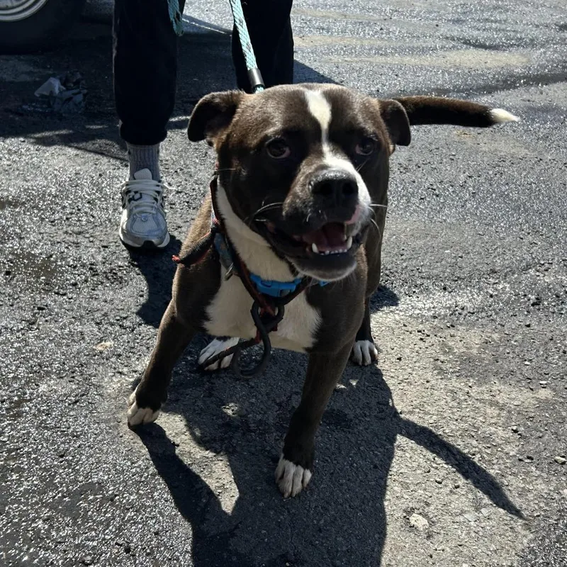 A young small-sized male Brown / Chocolate Pit Bull Terrier dog named Charles for adoption in Newark, NJ