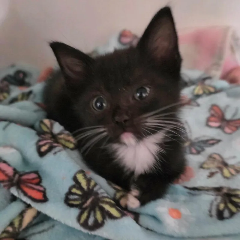 A baby small-sized female Domestic Short Hair cat named Salsa for adoption in Cumming, GA