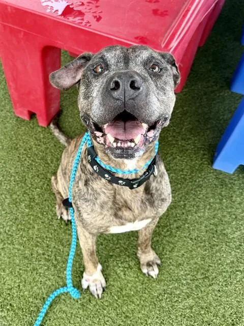An adult large-sized male Terrier dog named Ergot for adoption in Olivette, MO