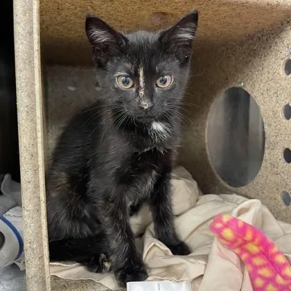 A baby small-sized female Domestic Short Hair cat named Emma for adoption in Voorhees, NJ