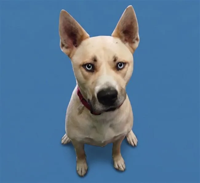 A young medium-sized male Pit Bull Terrier dog named Cheke for adoption in Los Angeles, CA