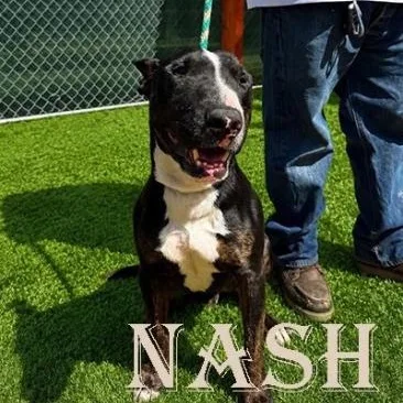 An adult medium-sized male Black Bull Terrier dog named Nash for adoption in Palm Desert, CA