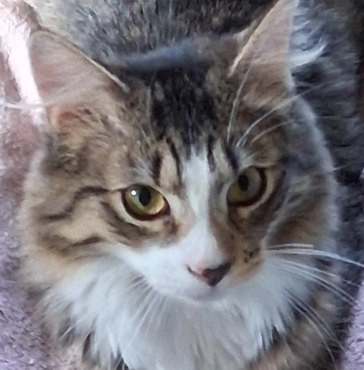 A baby medium-sized male Tabby (Brown / Chocolate) Domestic Medium Hair cat named Waldorf for adoption in Garrett Park, MD