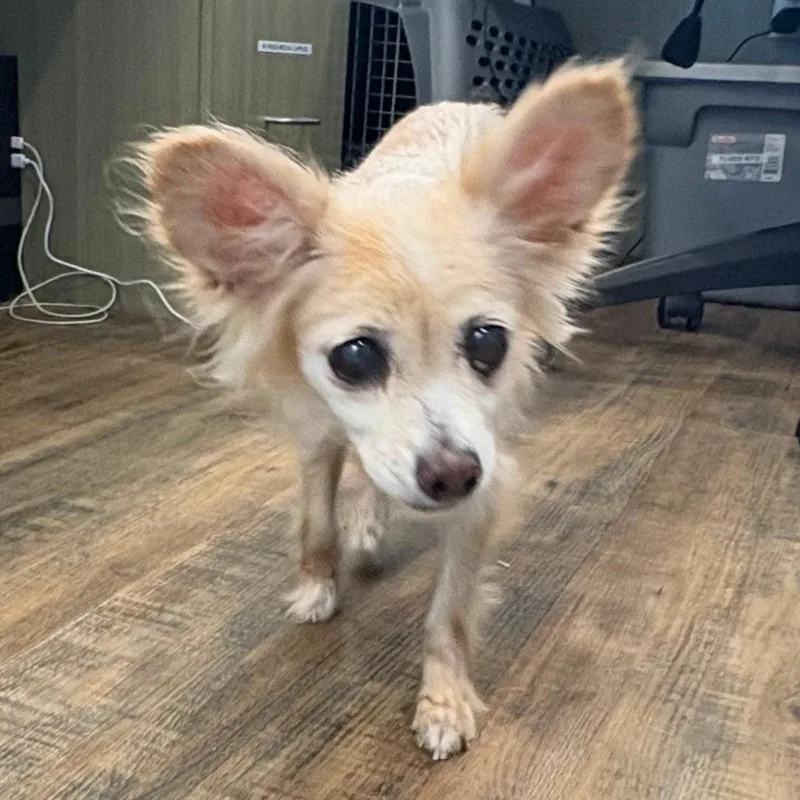 A senior small-sized female Yellow / Tan / Blond / Fawn Mixed Breed dog named Mikaela for adoption in Naples, FL