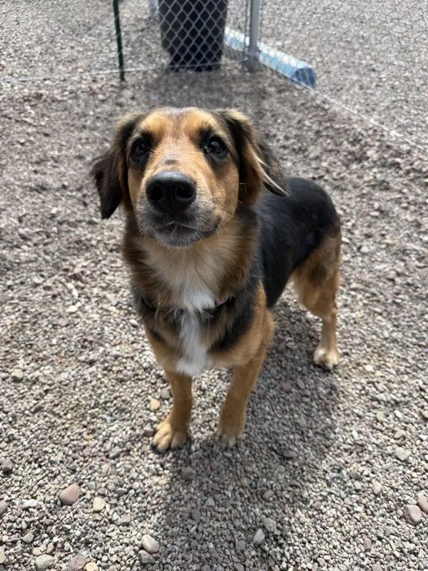An adult medium-sized female Mixed Breed dog named Lexie for adoption in Great Falls, MT