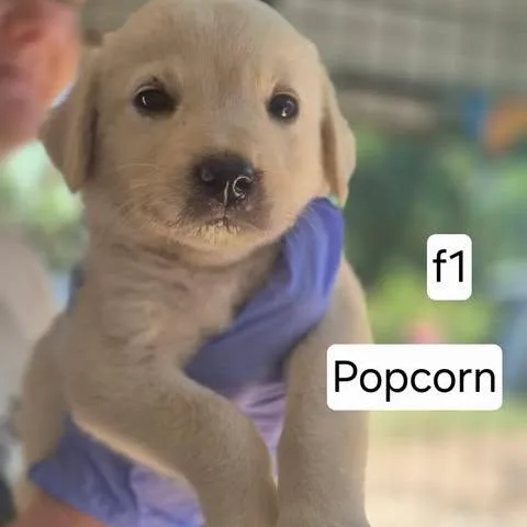 A baby small-sized female Yellow / Tan / Blond / Fawn Yellow Labrador Retriever dog named Popcorn for adoption in Dover, AR