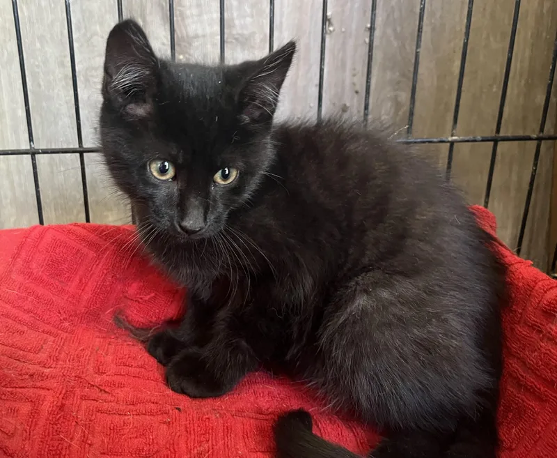 A baby medium-sized male Black Domestic Short Hair cat named Errol for adoption in Stuart, VA
