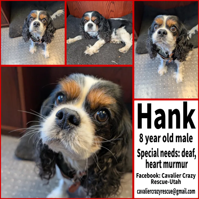 An adult small-sized male Cavalier King Charles Spaniel dog named Hank for adoption in Midvale, UT