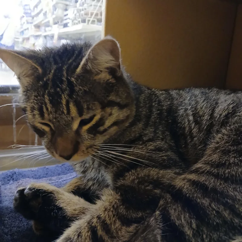 A young medium-sized male Tabby (Brown / Chocolate) Domestic Short Hair cat named Stan for adoption in Worcester, MA