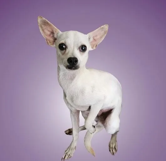 An adult medium-sized male Yellow / Tan / Blond / Fawn Chihuahua dog named Tucumcari for adoption in Fort Collins, CO