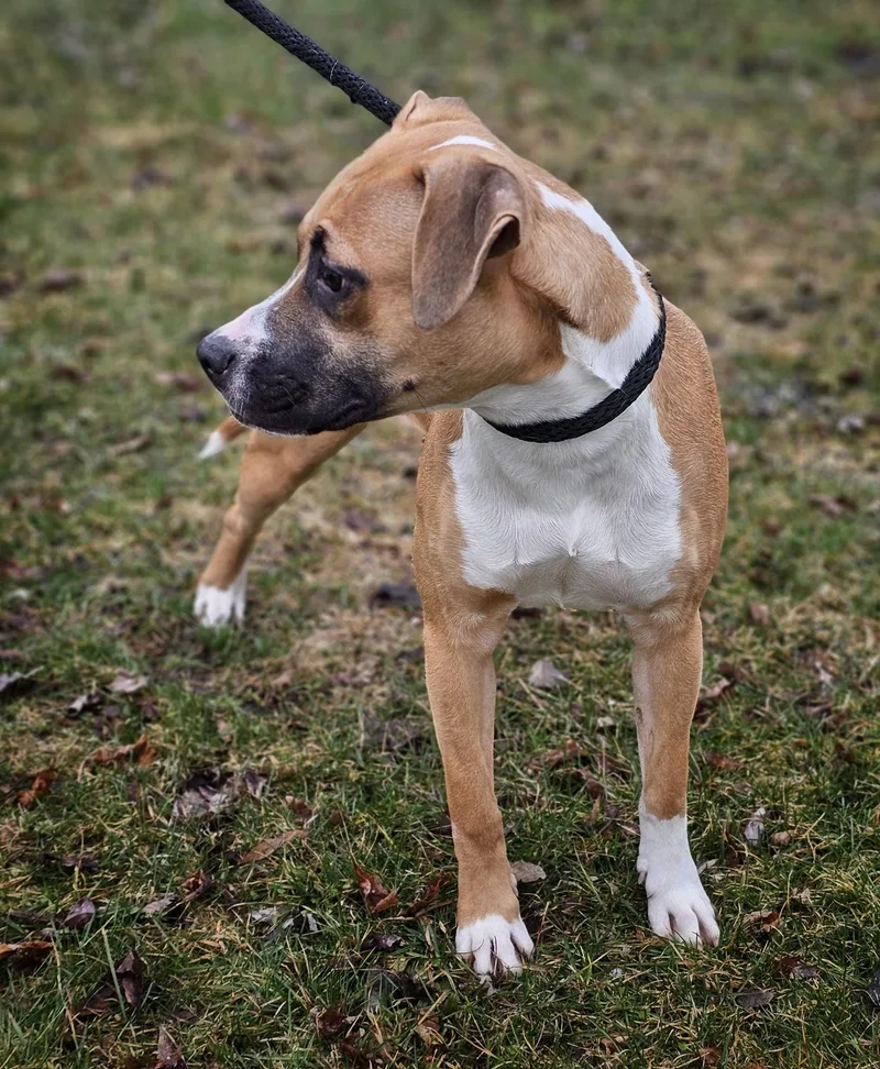 An adult medium-sized female Yellow / Tan / Blond / Fawn Boxer dog named Rue for adoption in Bay City, MI