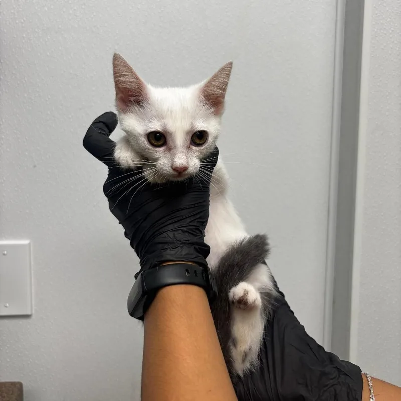 A baby small-sized female White Domestic Medium Hair cat named Jewel for adoption in Abilene, TX