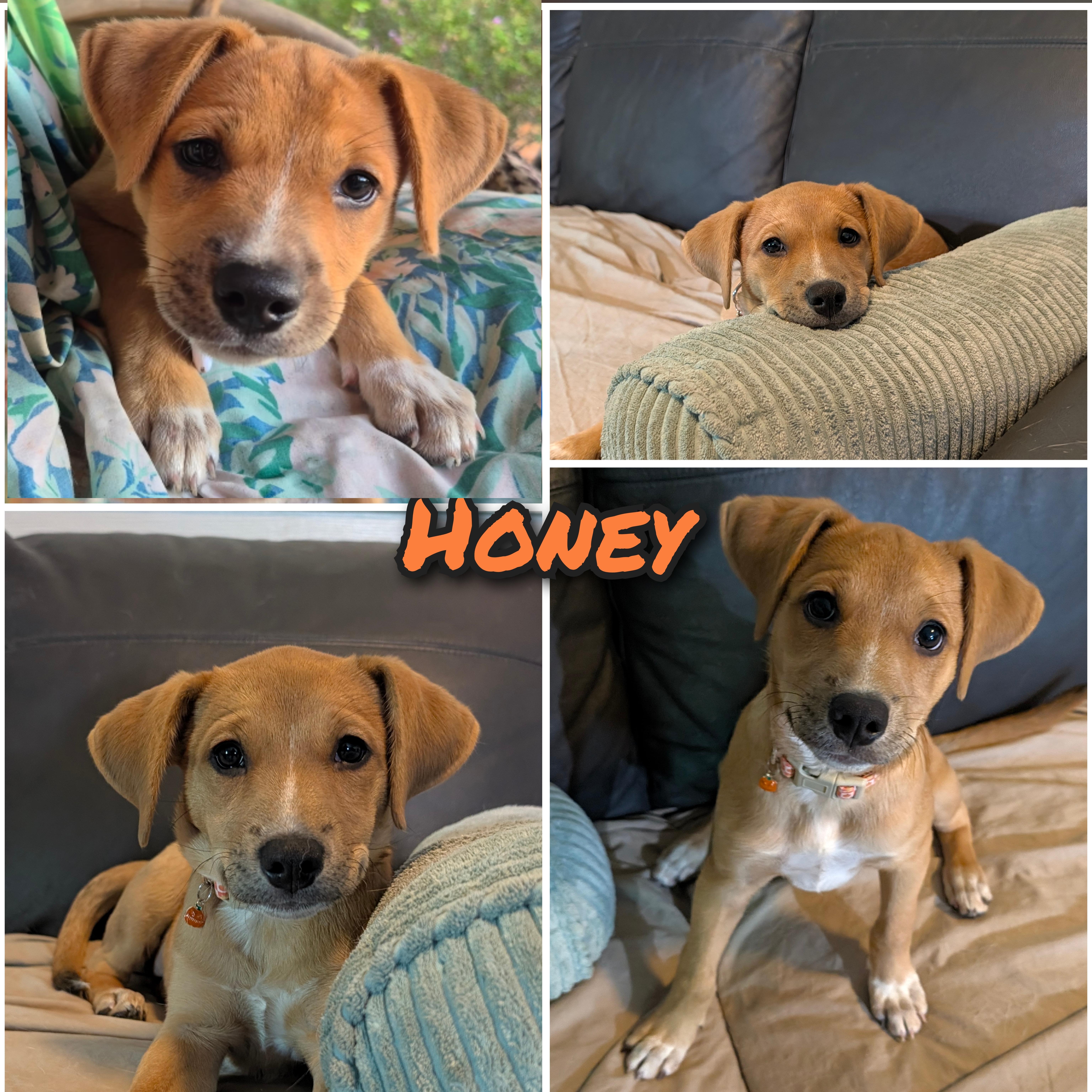 A baby medium-sized female Rhodesian Ridgeback dog named Honey for adoption in Bastrop, TX