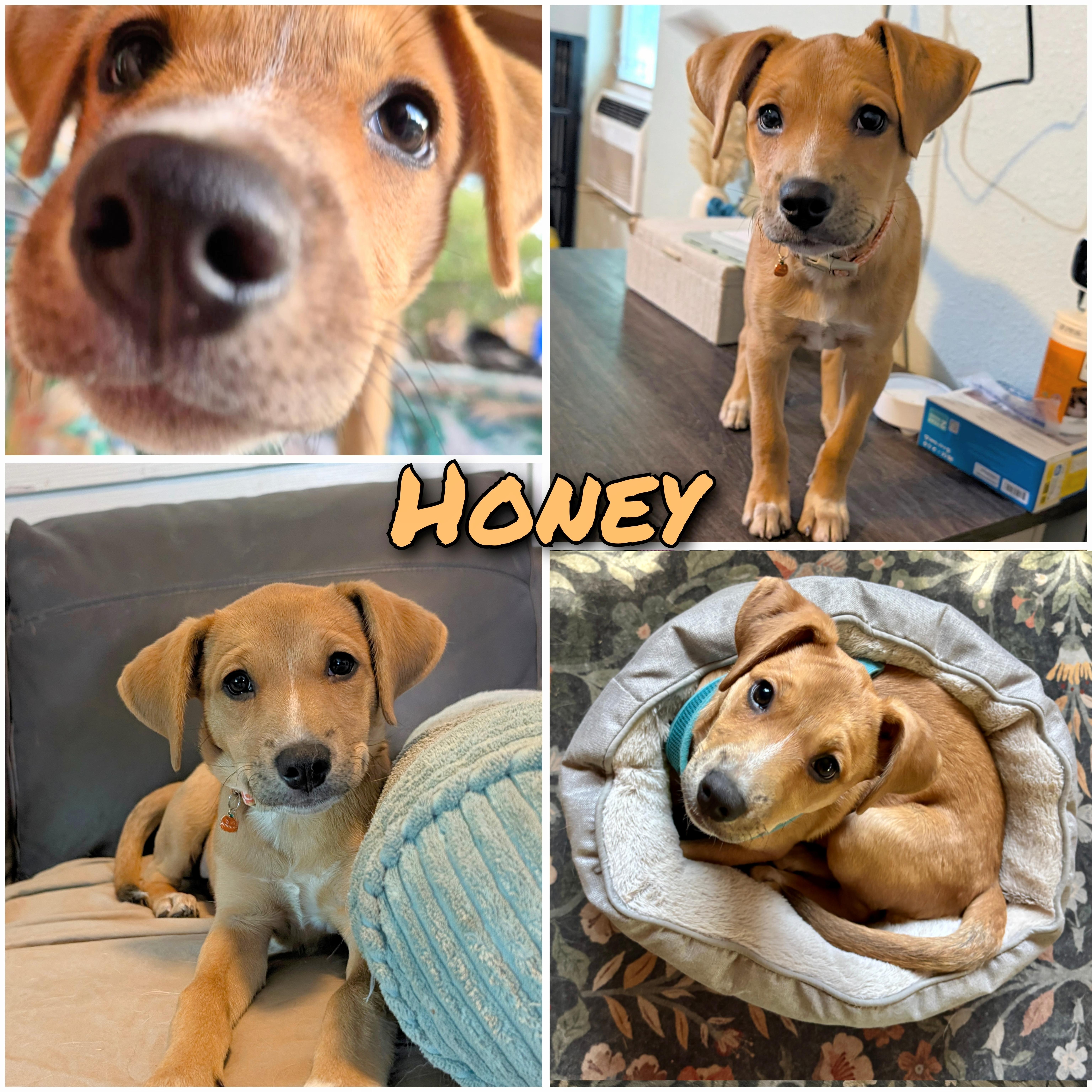 Honey thumbnail 5