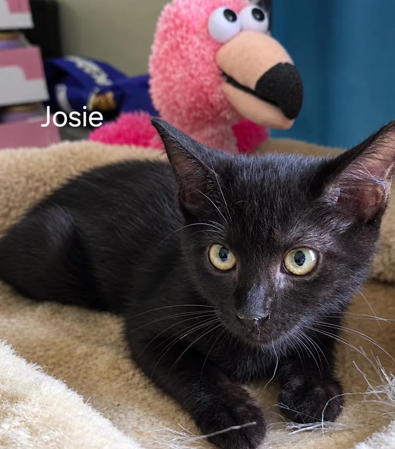 A baby medium-sized female Black Domestic Short Hair cat named Josie for adoption in Oviedo, FL