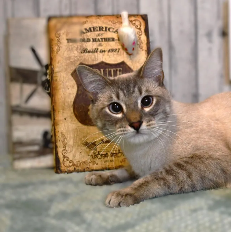 A young medium-sized male Siamese cat named Theo for adoption in Roanoke, TX