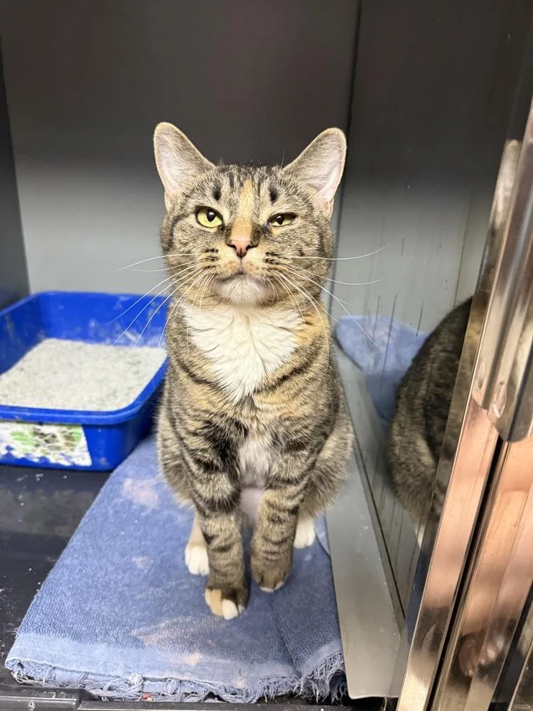 An adult medium-sized female Tabby (Brown / Chocolate) Domestic Short Hair cat named Nima for adoption in West Mifflin, PA