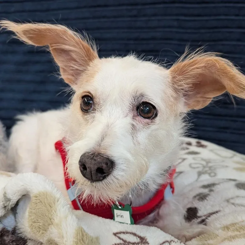A senior small-sized male White / Cream Terrier dog named Grim for adoption in San Francisco, CA