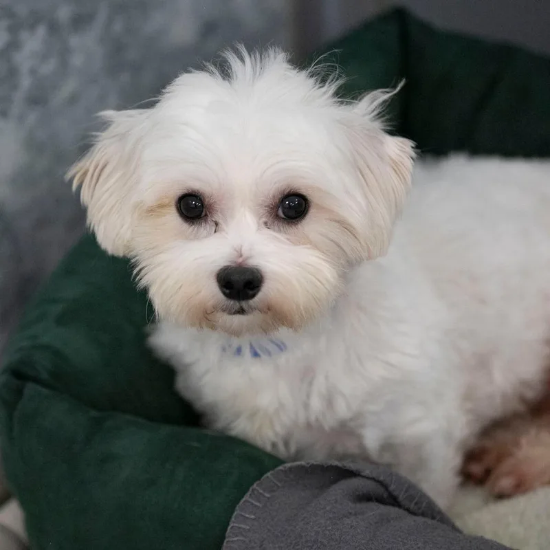 An adult small-sized male White / Cream Coton de Tulear dog named Oliver for adoption in Peyton, CO