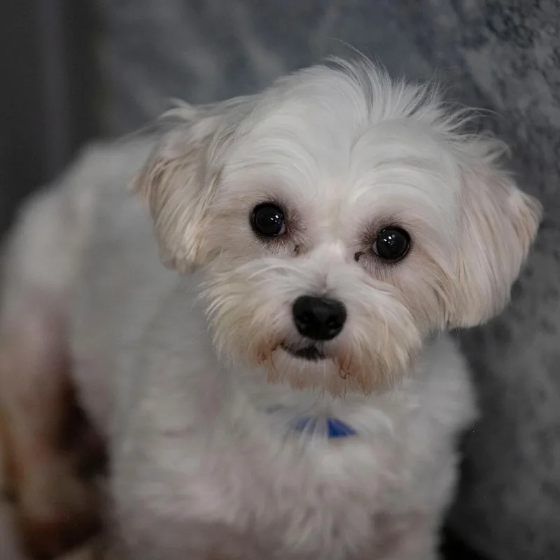 Oliver thumbnail 4