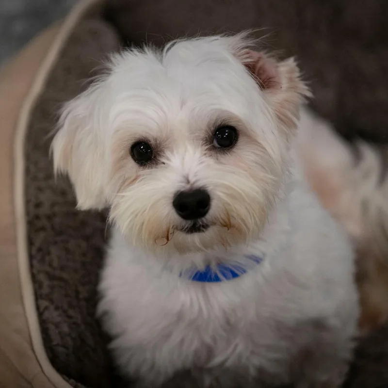 Oliver thumbnail 5