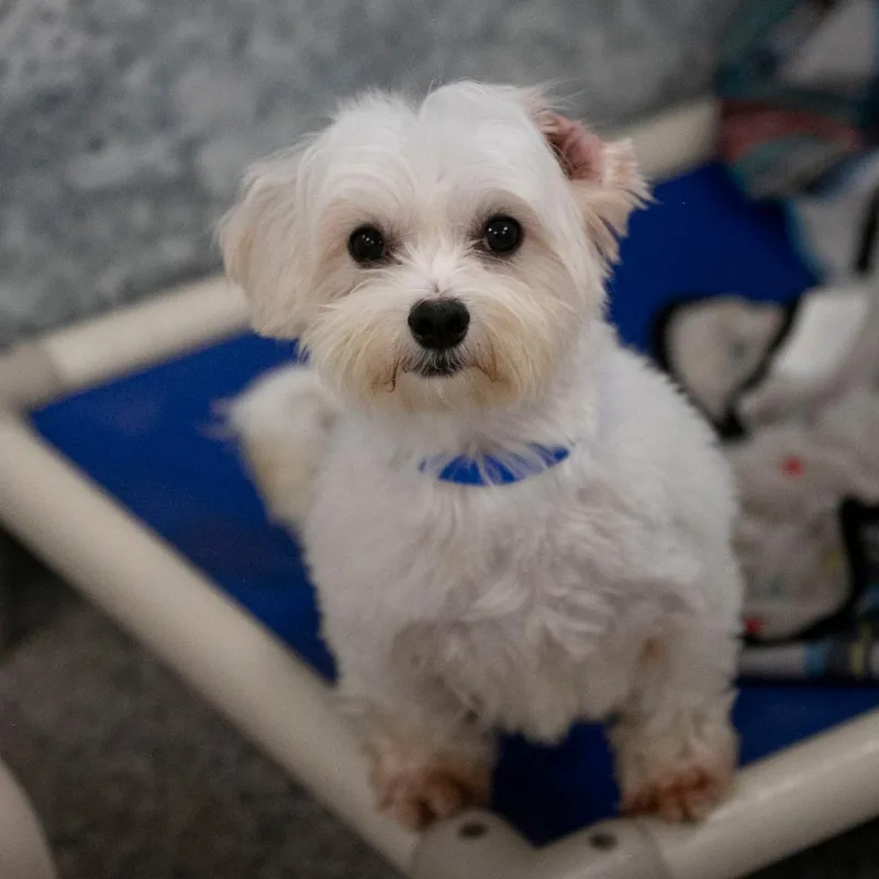 Oliver thumbnail 6
