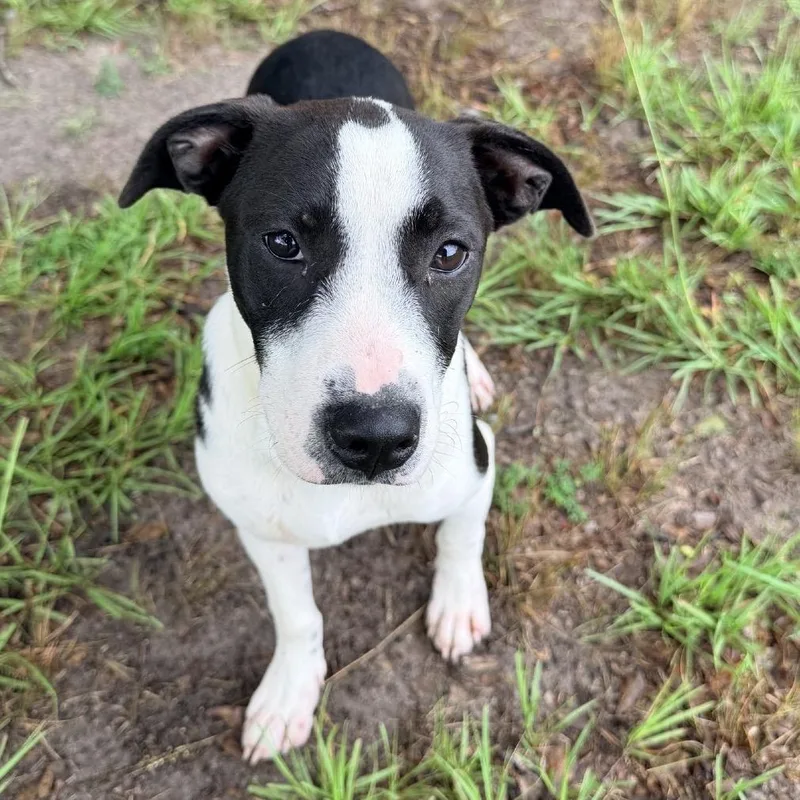 A young medium-sized female Mixed Breed dog named Delilah for adoption in Lufkin, TX