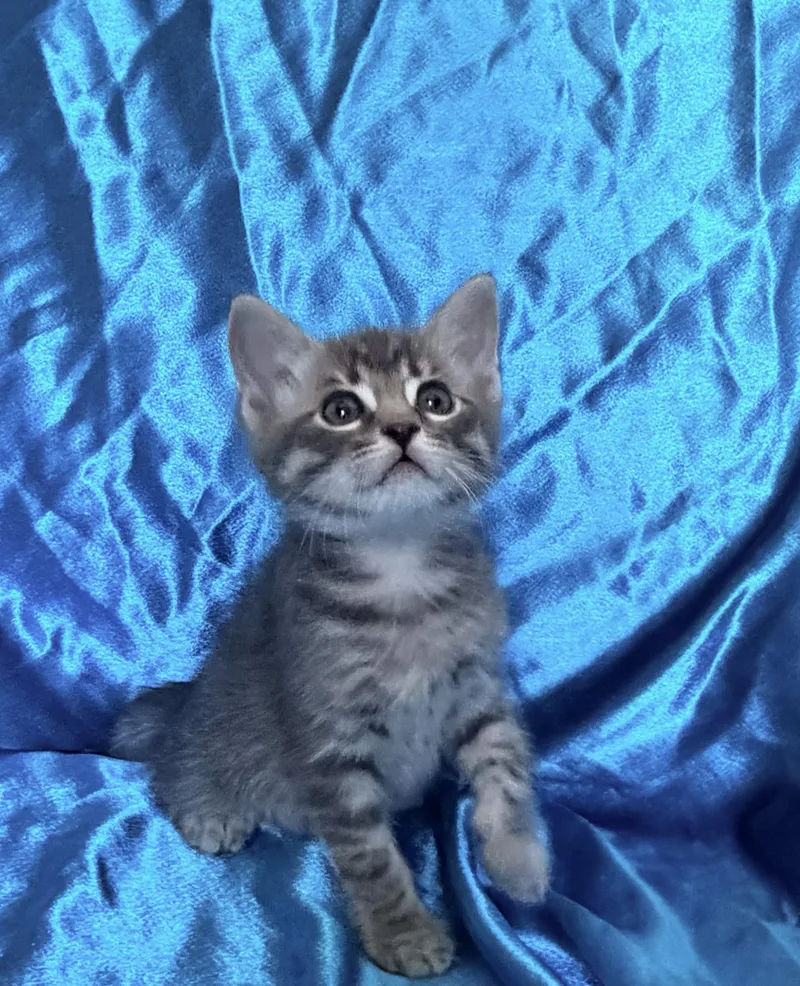 A baby medium-sized male Domestic Short Hair cat named Micah for adoption in Rowland Heights, CA