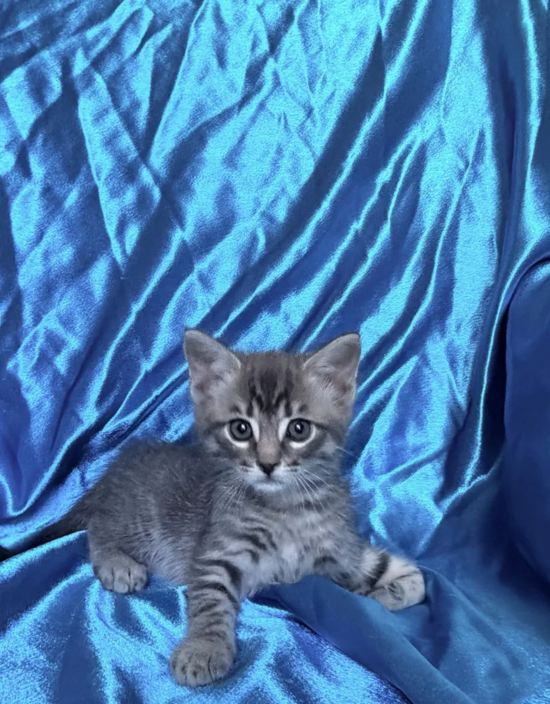 Micah thumbnail 2