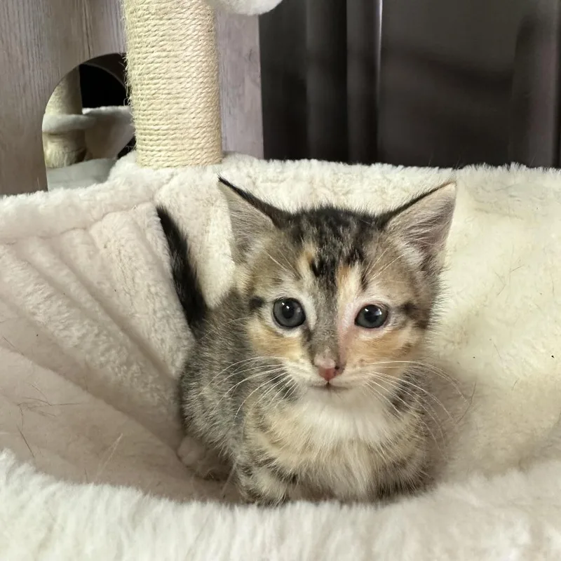 A baby small-sized female Calico Domestic Medium Hair cat named Caramel for adoption in Inman, SC