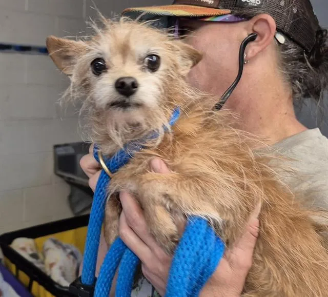 An adult small-sized female Chihuahua dog named Cupcake for adoption in Albuquerque, NM