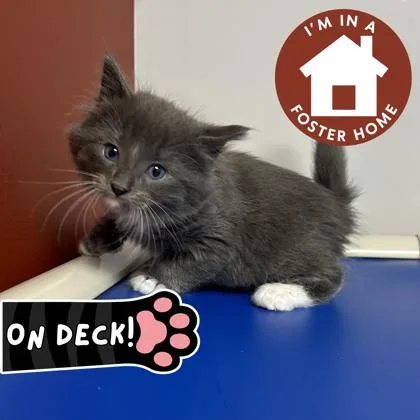 A baby small-sized male Domestic Long Hair cat named Richie for adoption in Janesville, WI