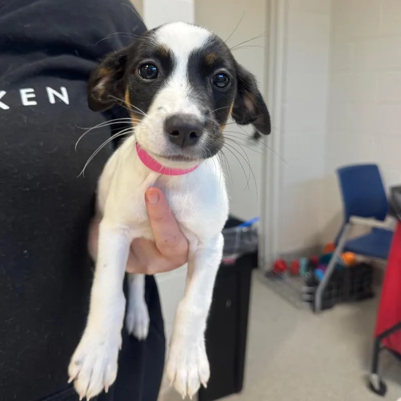 A baby medium-sized female Black Beagle dog named Wednesday for adoption in Englewood, FL