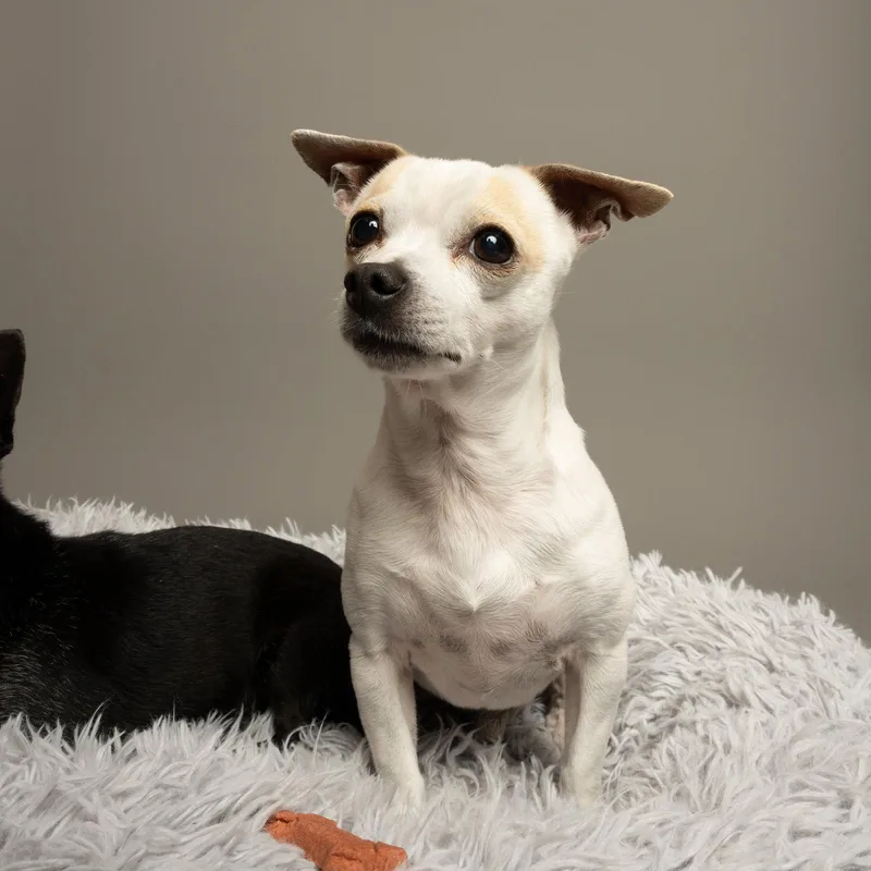 An adult small-sized male Chihuahua dog named Chiqui for adoption in Richardson, TX