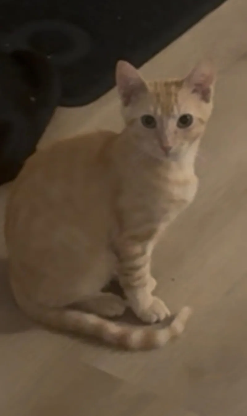 A baby small-sized male Domestic Short Hair cat named Ember for adoption in Burbank, CA