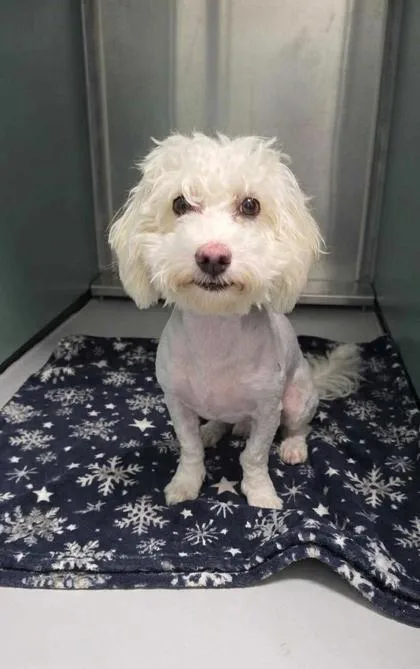 An adult small-sized female Havanese dog named Nadia for adoption in Portland, ME