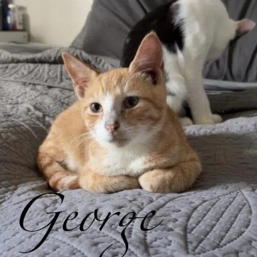 George thumbnail 3