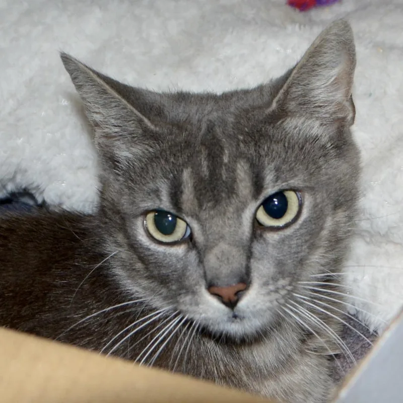 An adult small-sized female Gray / Blue / Silver Domestic Short Hair cat named Cape Cod for adoption in Los Angeles, CA