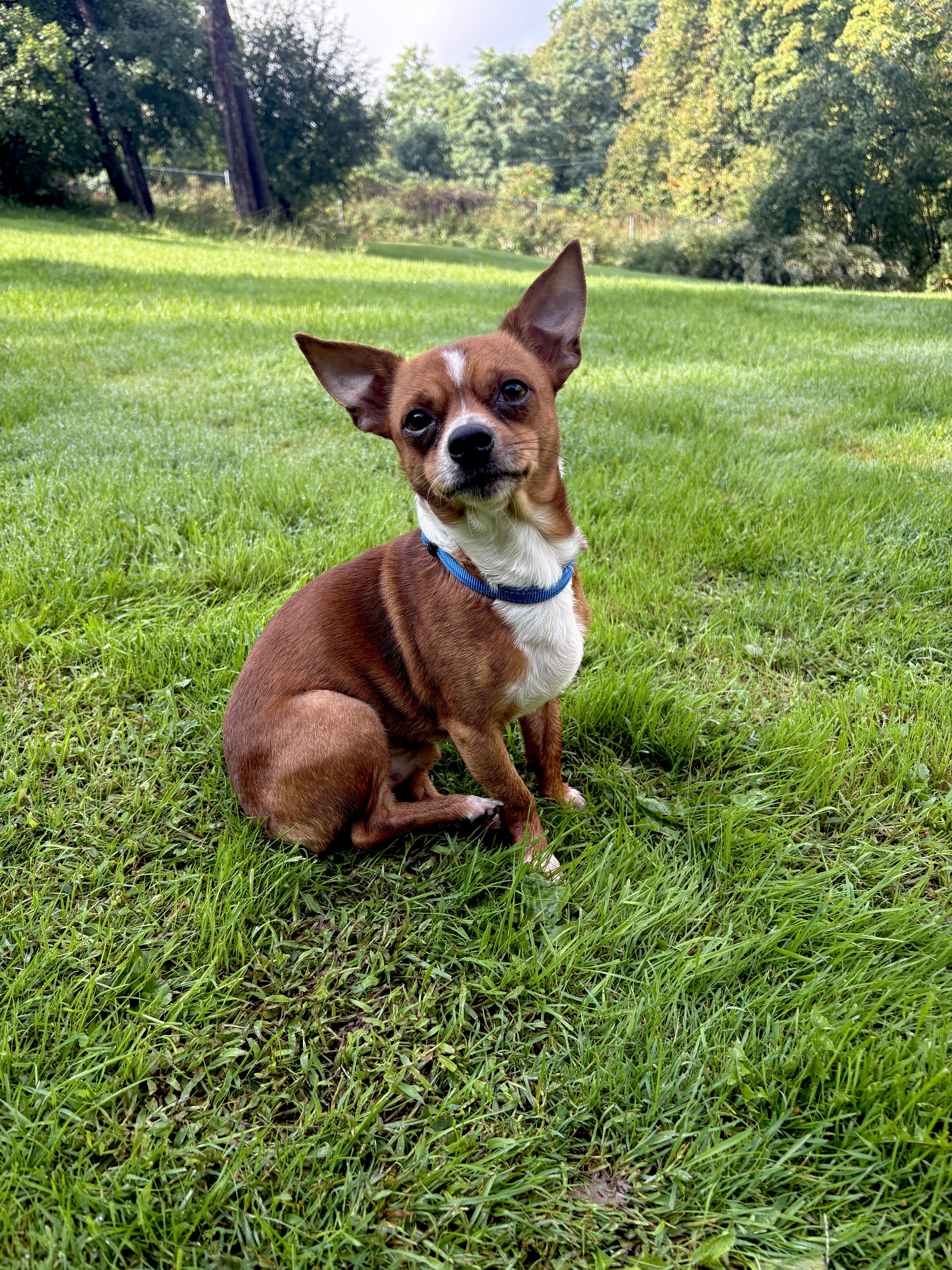 An adult small-sized male Chihuahua dog named Charlie for adoption in Latham, NY