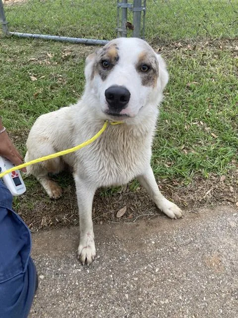 An adult medium-sized male Mixed Breed dog named Baylor for adoption in Dallas, TX