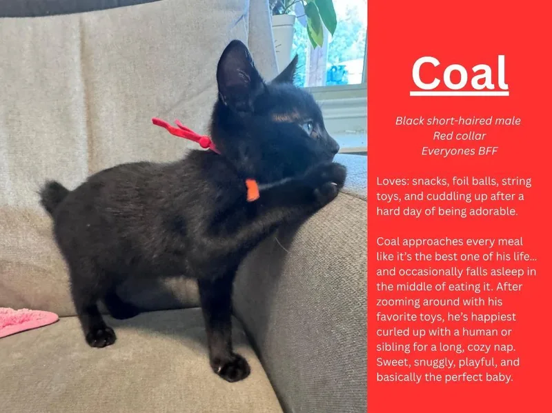 A baby medium-sized male Black Domestic Short Hair cat named Coal for adoption in Terrell, TX