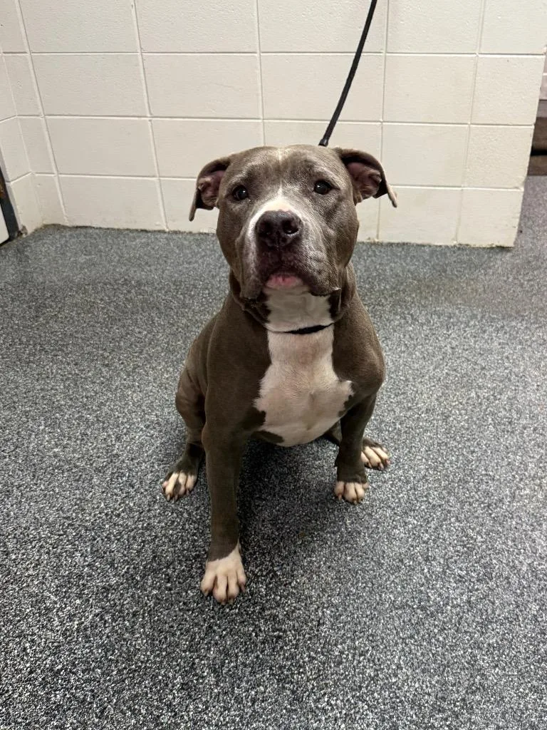 A senior large-sized female Mixed Breed dog named D Lola Bear for adoption in Tifton, GA