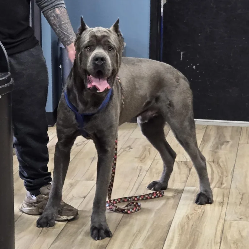 A young extra large-sized male Black Cane Corso dog named Reed for adoption in Newark, NJ