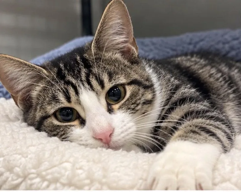 A baby medium-sized female Domestic Short Hair cat named Harper for adoption in Margate, FL