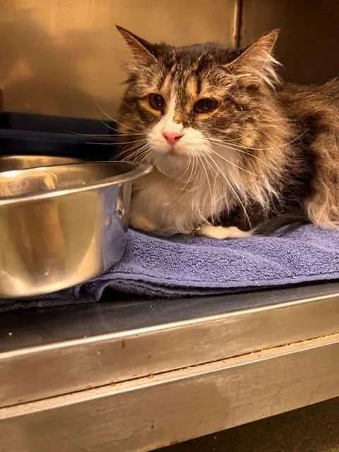 A senior medium-sized female Domestic Long Hair cat named Harper for adoption in Lees Summit, MO