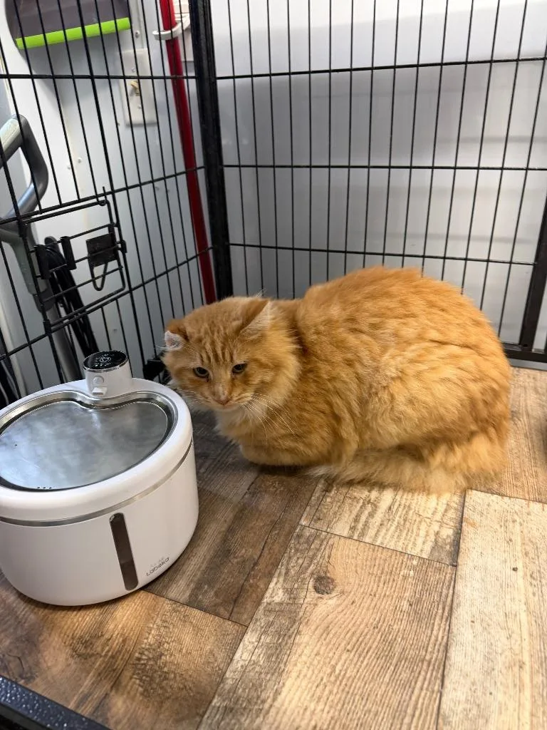 An adult medium-sized male Domestic Long Hair cat named Oj for adoption in Algona, IA