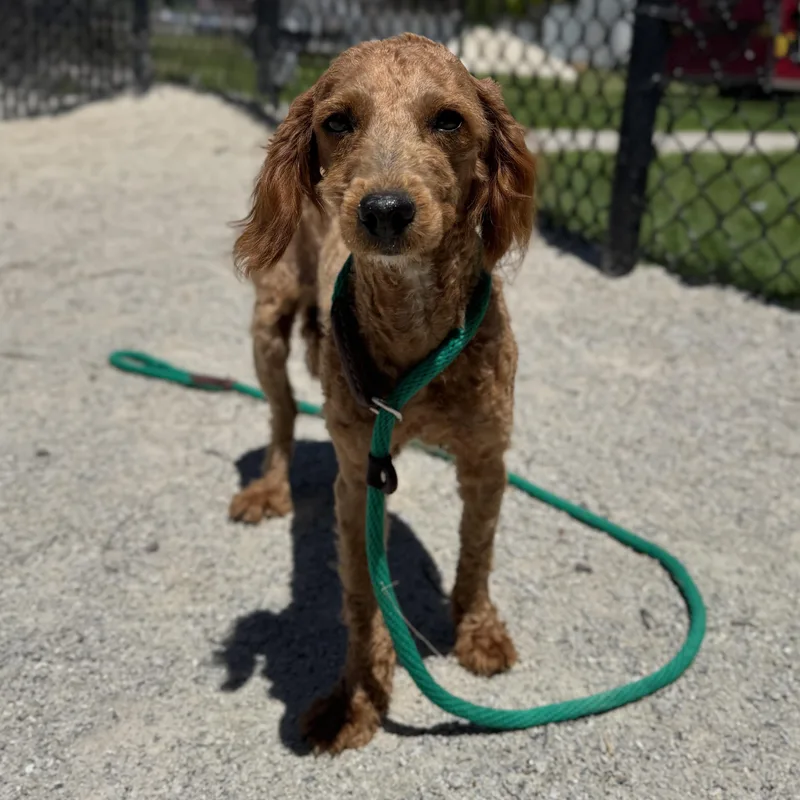 An adult small-sized female Miniature Poodle dog named Tinker for adoption in Philadelphia, PA