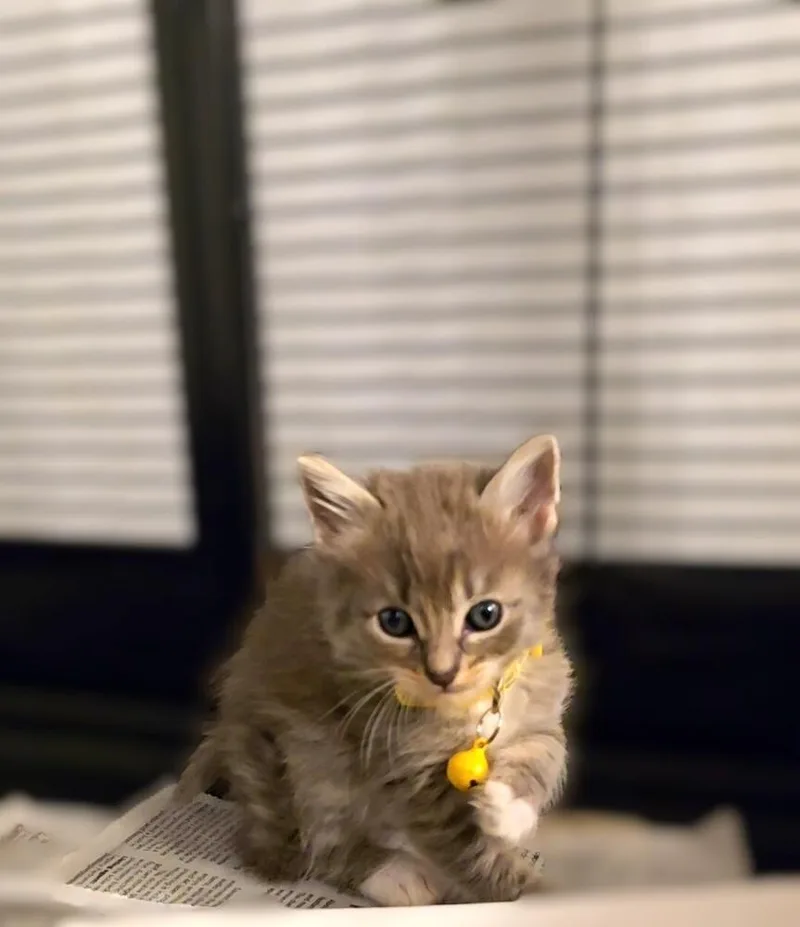 A baby small-sized female Gray / Blue / Silver Maine Coon cat named Frutti Di Mare for adoption in Pacifica, CA
