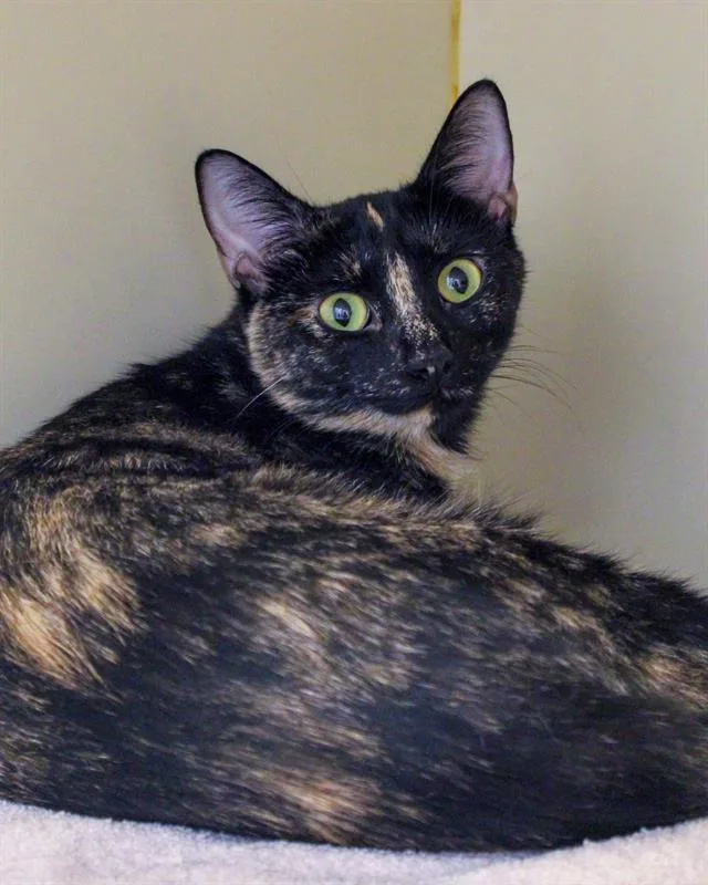 An adult medium-sized female Domestic Short Hair cat named Evelyn for adoption in Dedham, MA