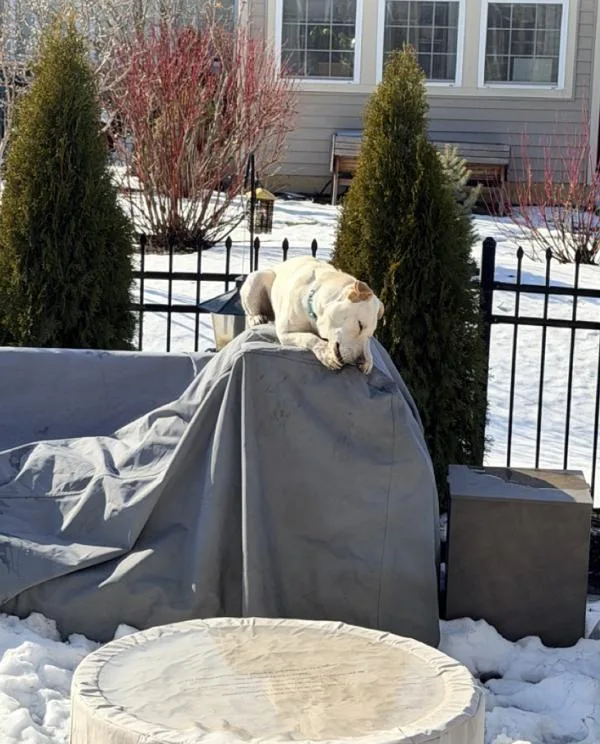 Maisie : Sweet  thumbnail 2